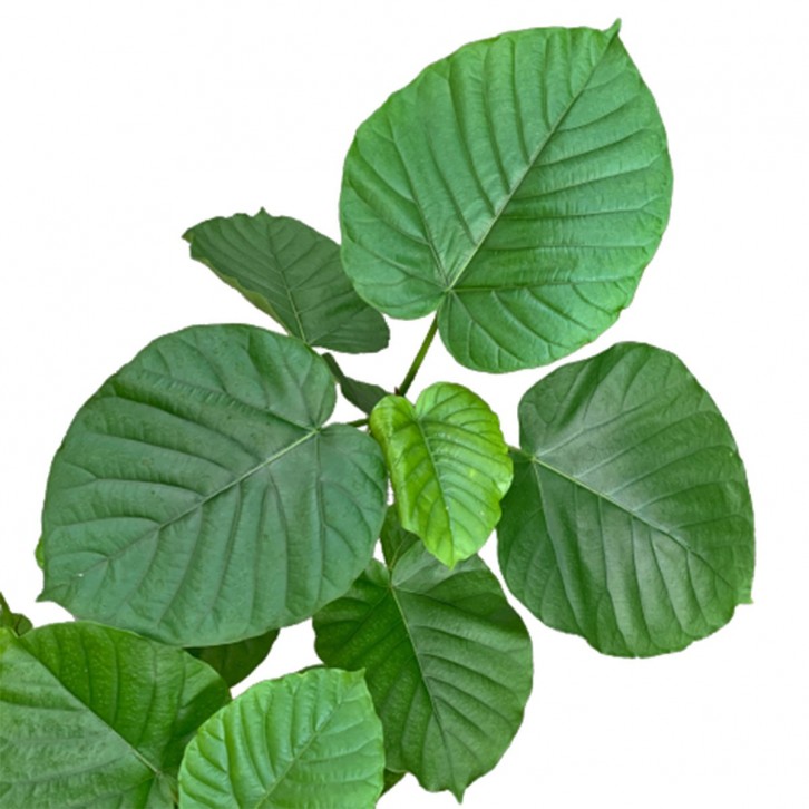 Ficus Umbellata