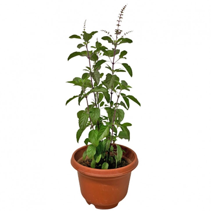 Dark Holy Basil 圣罗勒 (Krishna Tulsi)