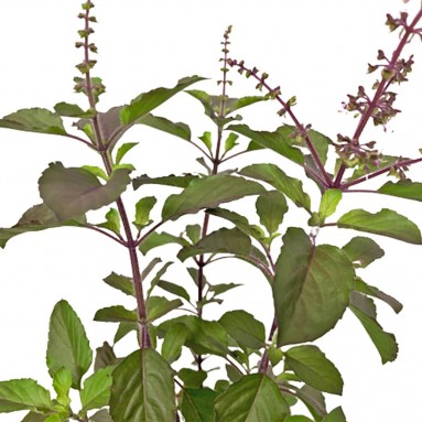 Dark Holy Basil 圣罗勒 (Krishna Tulsi)