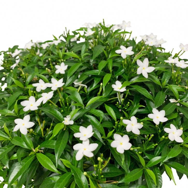 Tabernaemontana (Pinwheel Flower)