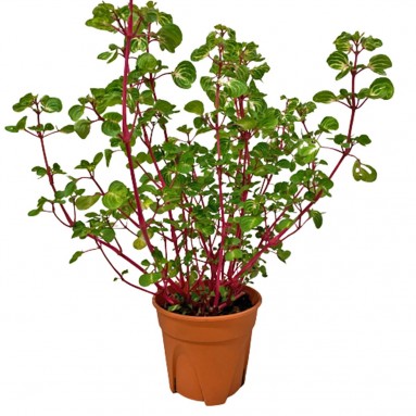 Iresine Herbstii (Bloodleaf)