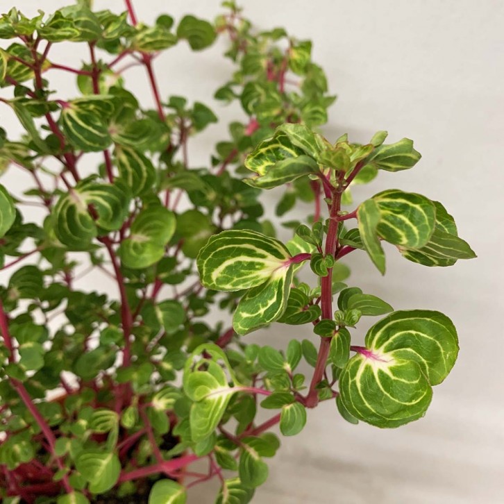 Iresine Herbstii (Bloodleaf)