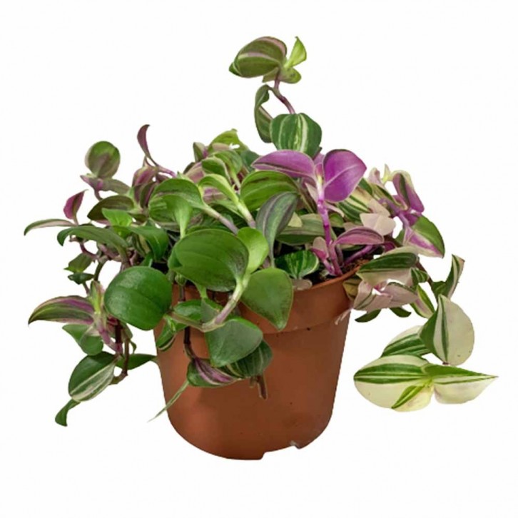 Tradescantia 'Tricolor Rosa'