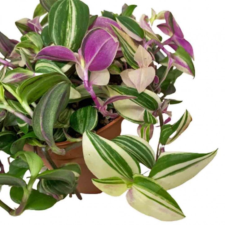 Tradescantia 'Tricolor Rosa'