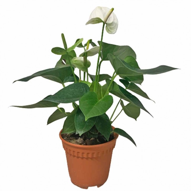 Anthurium Andraeanum 火鹤花 WHITE (Flamingo Flower)