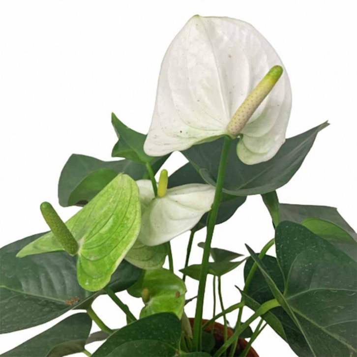 Anthurium Andraeanum 火鹤花 WHITE (Flamingo Flower)