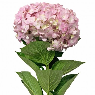 FreshCut Hydrangea