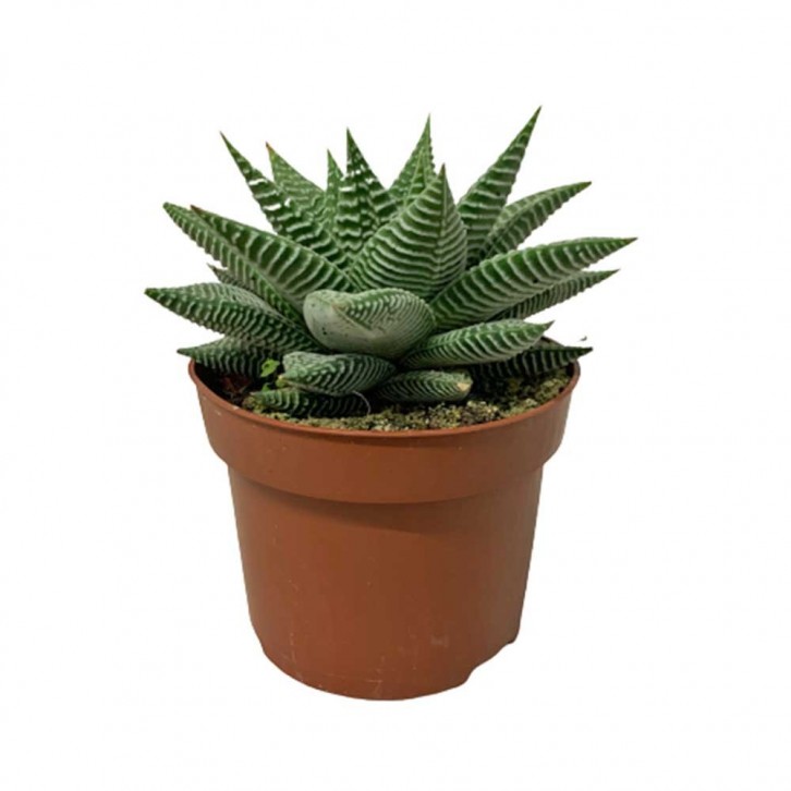 Haworthia fasciata 'Limifolia Spider White'