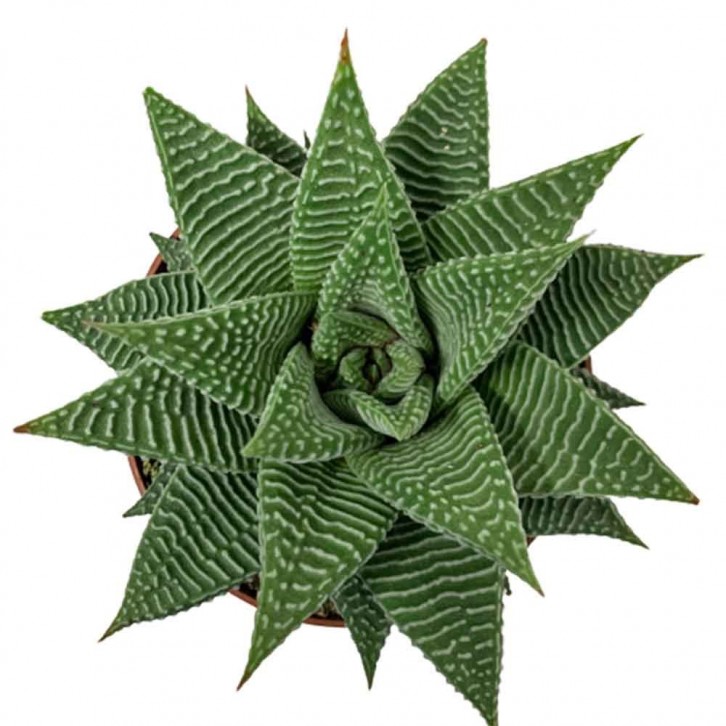 Haworthia fasciata 'Limifolia Spider White'