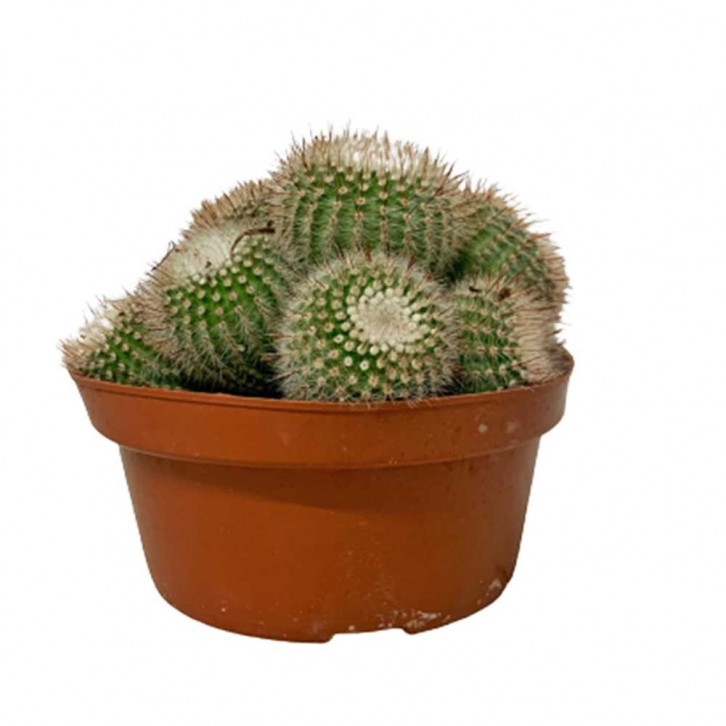 Assorted Cactus (3209)