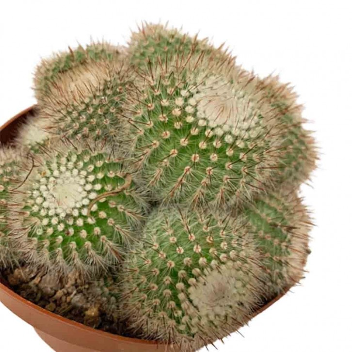 Assorted Cactus (3209)