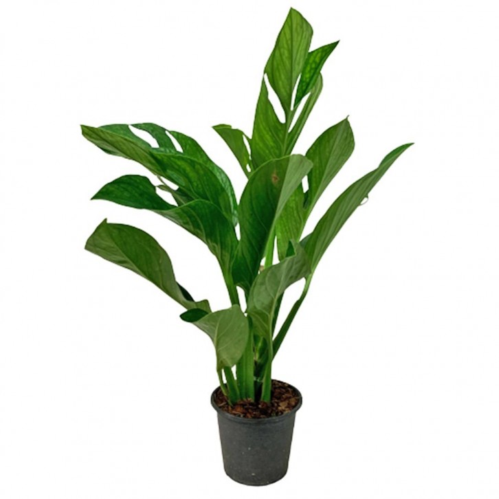 Monstera Pinnatipartita