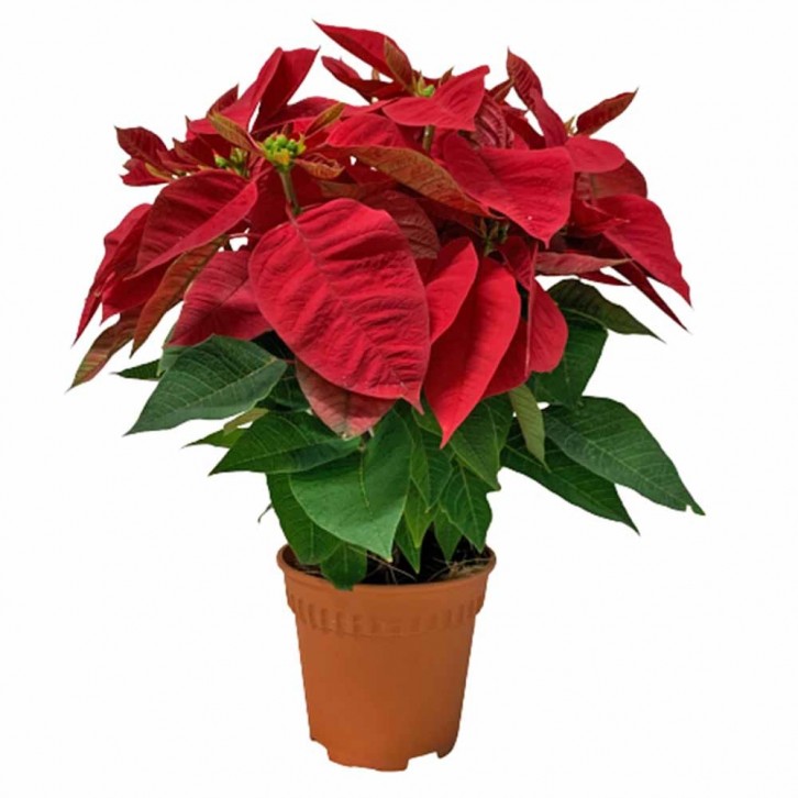 Red Poinsettia (Euphorbia Pulcherrima)