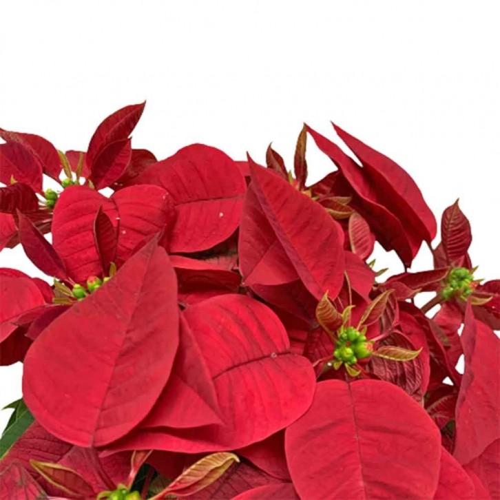 Red Poinsettia (Euphorbia Pulcherrima)