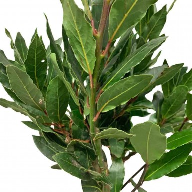 Bay Leaf 月桂叶 (Laurus Nobilis)