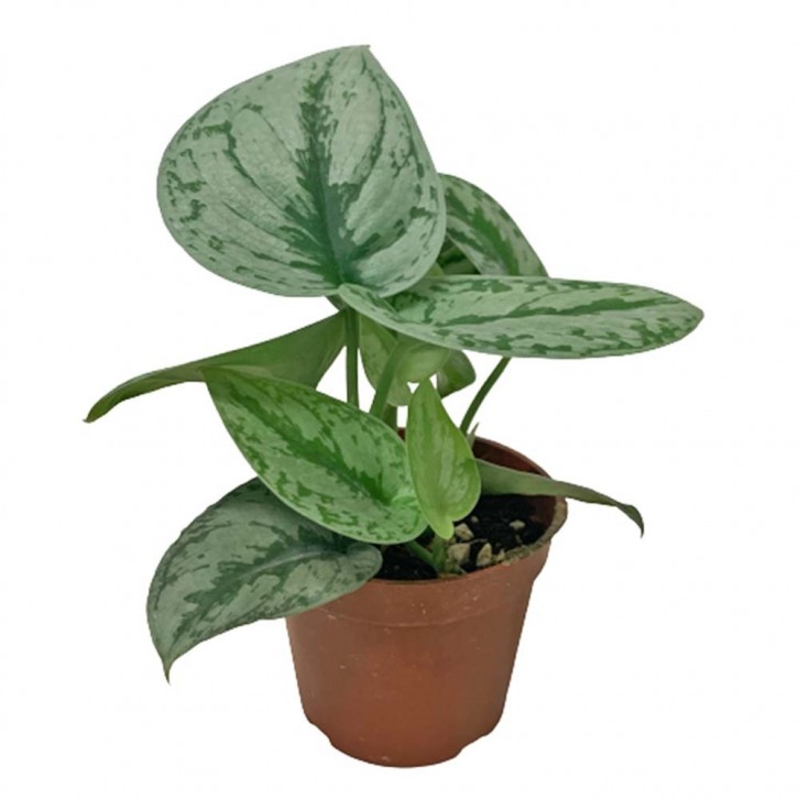 Scindapsus Pictus (Satin Pothos)