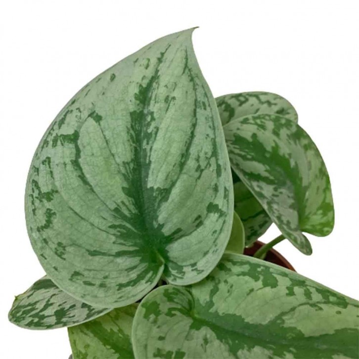 Scindapsus Pictus (Satin Pothos)