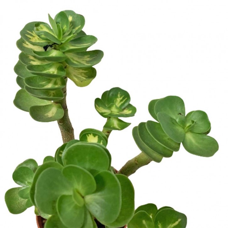 Portulaca Molokiniensis 金钱木锦