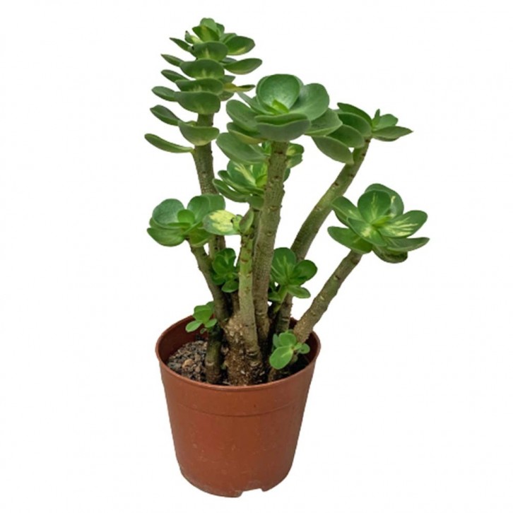 Portulaca Molokiniensis 金钱木锦