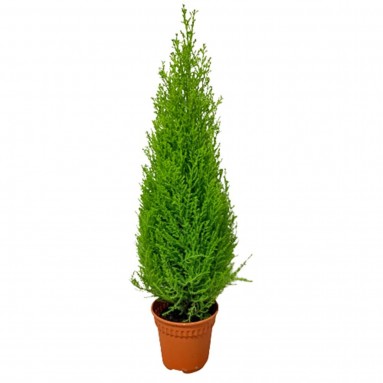 Goldcrest Cupressus (Lemon Cypress Cone)
