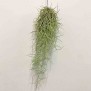 Tillandsia Usneoides (Spanish Moss)