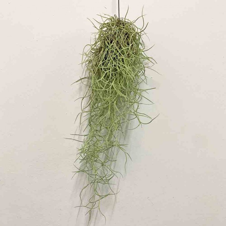 Tillandsia Usneoides (Spanish Moss)