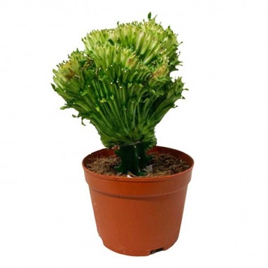 Euphorbia Lactea Cristata - Green (Coral Cactus)