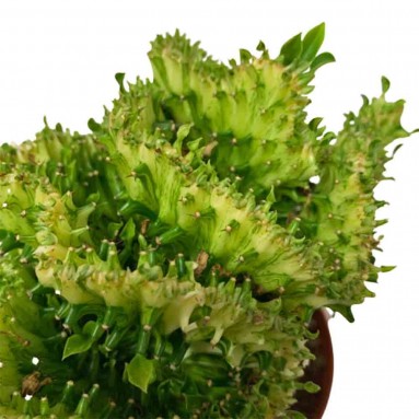 Euphorbia Lactea Cristata - Green (Coral Cactus)