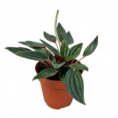 Peperomia Caperata Rosso