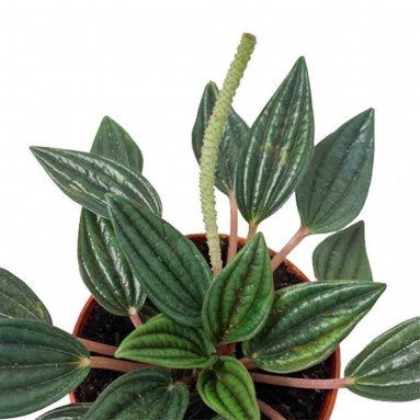 Peperomia Caperata Rosso