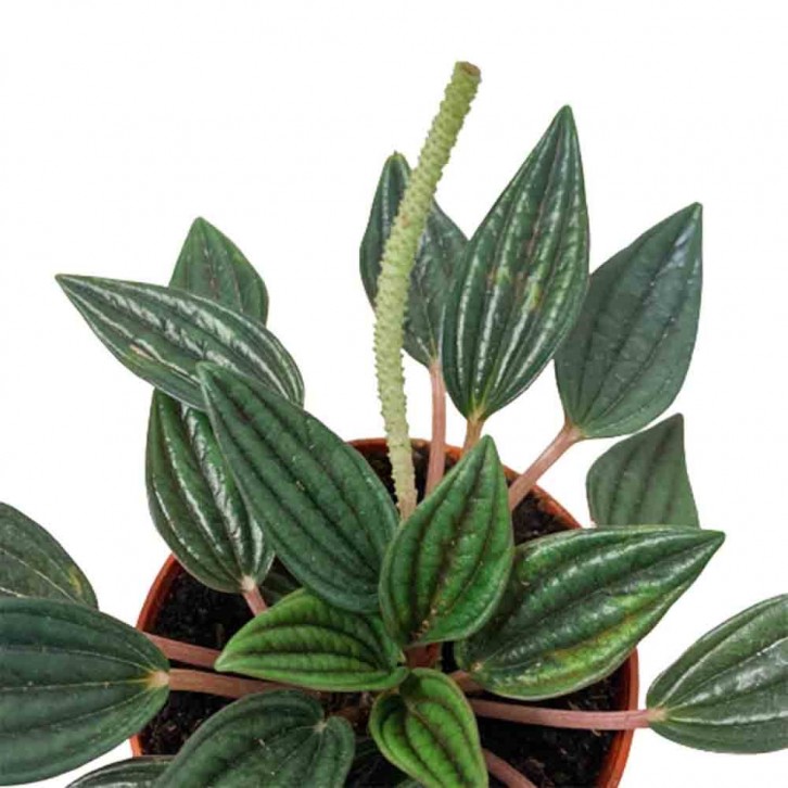Peperomia Caperata Rosso