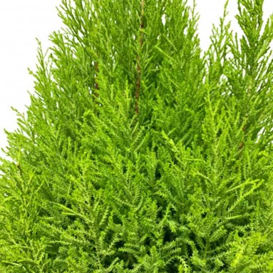 Goldcrest Cupressus (Lemon Cypress Cone)