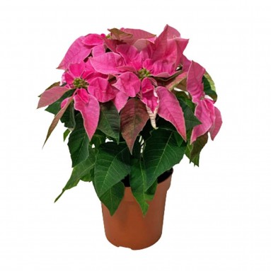 Pink Poinsettia (Euphorbia Pulcherrima)
