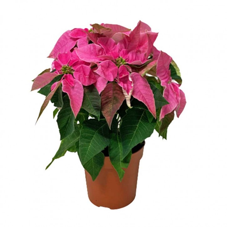 Pink Poinsettia (Euphorbia Pulcherrima)