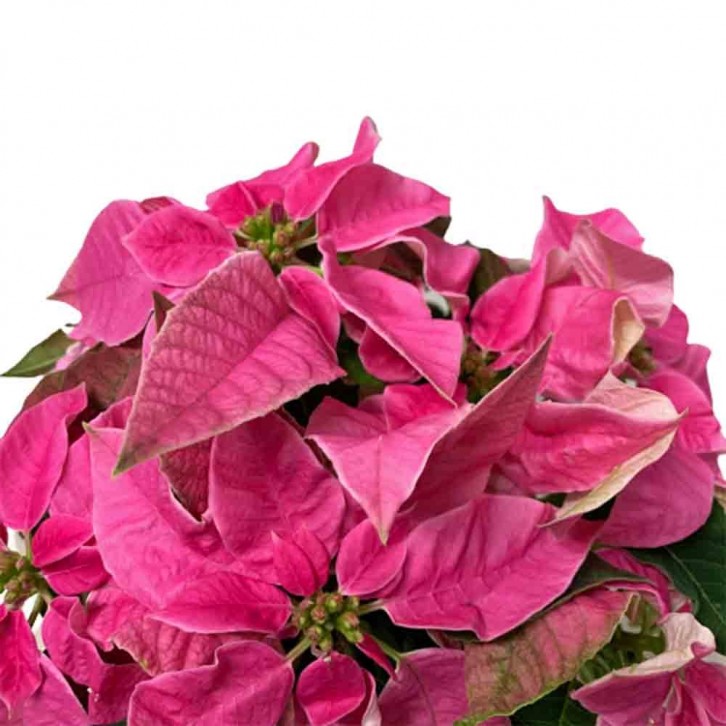 Pink Poinsettia (Euphorbia Pulcherrima)