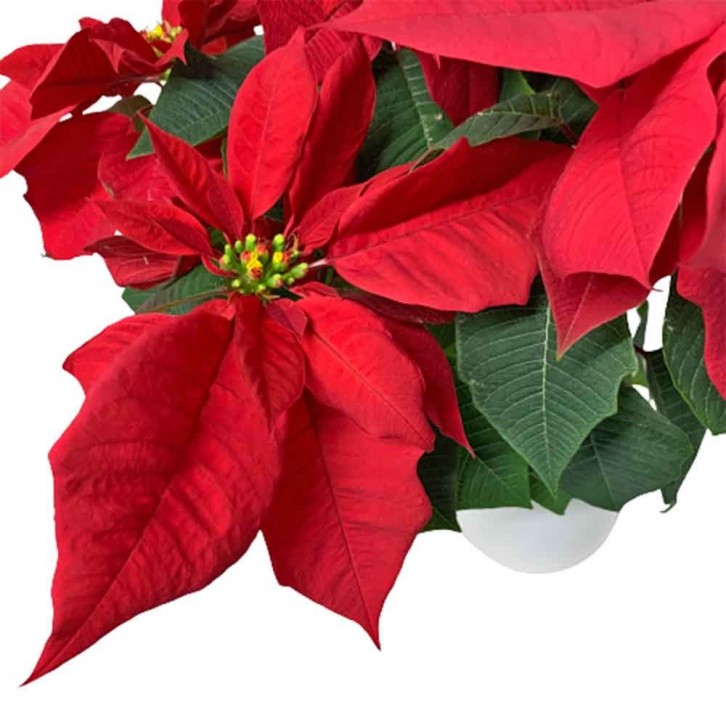Red Poinsettia (Euphorbia Pulcherrima)