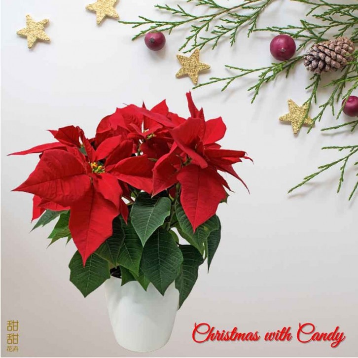 Red Poinsettia (Euphorbia Pulcherrima)