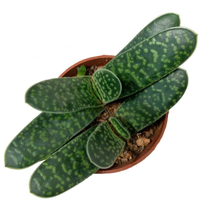 Gasteria Bicolor (Lawyer's Tongue)