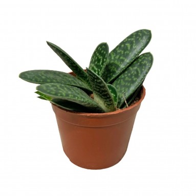 Gasteria Bicolor (Lawyer's Tongue)