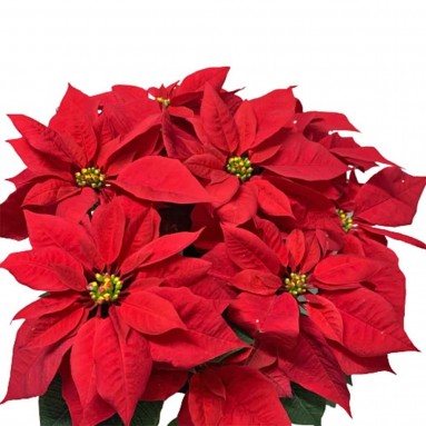 BIG POT Red Poinsettia (Euphorbia Pulcherrima)