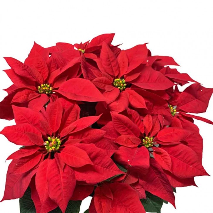 BIG POT Red Poinsettia (Euphorbia Pulcherrima)