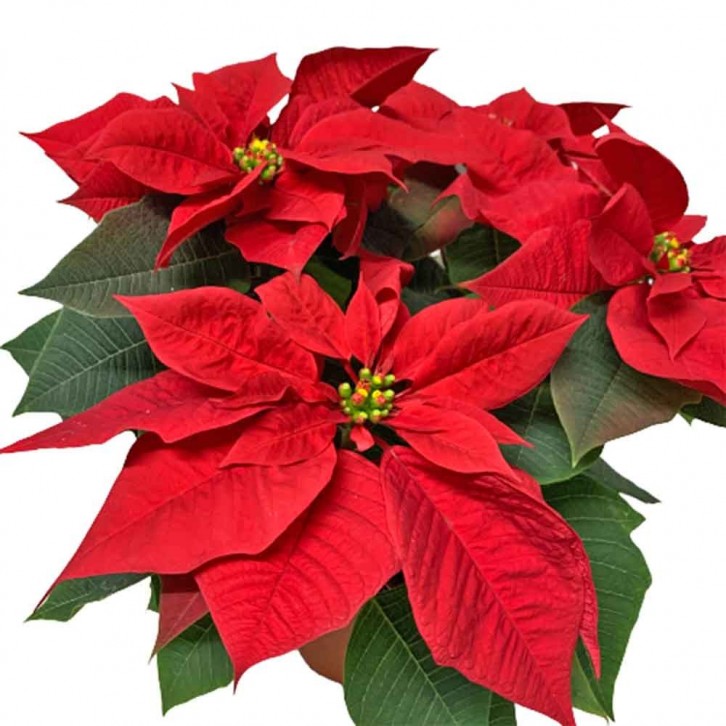 Red Poinsettia (Euphorbia Pulcherrima)