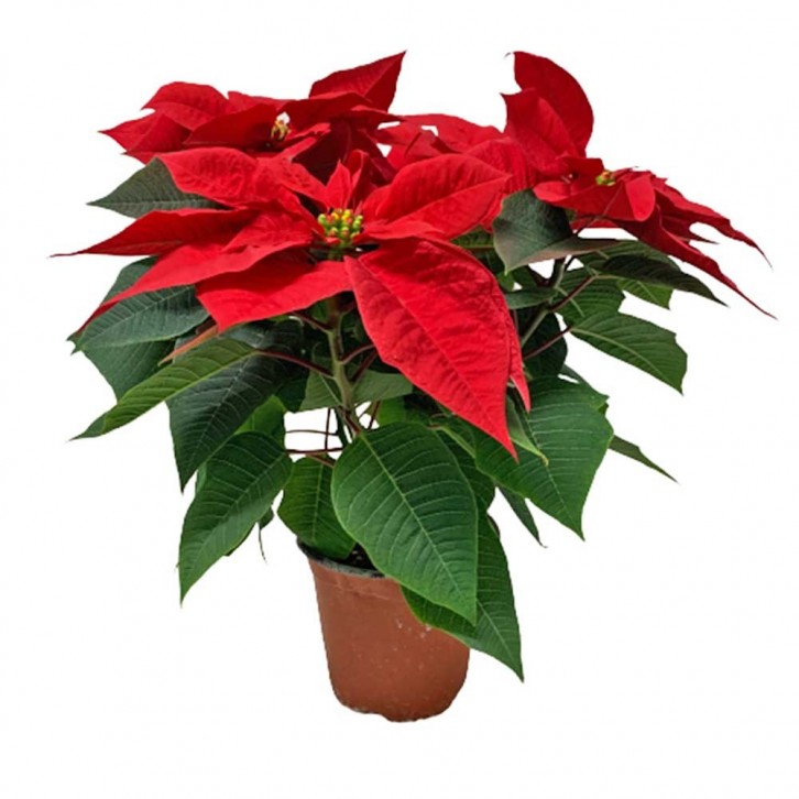 Red Poinsettia (Euphorbia Pulcherrima)