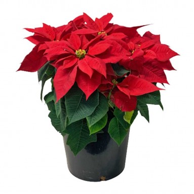 BIG POT Red Poinsettia (Euphorbia Pulcherrima)