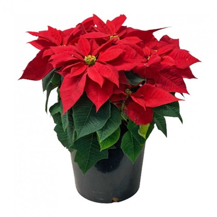 BIG POT Red Poinsettia (Euphorbia Pulcherrima)