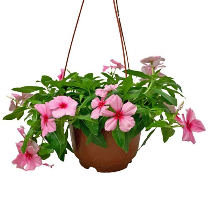 Periwinkle (Vinca Minor)