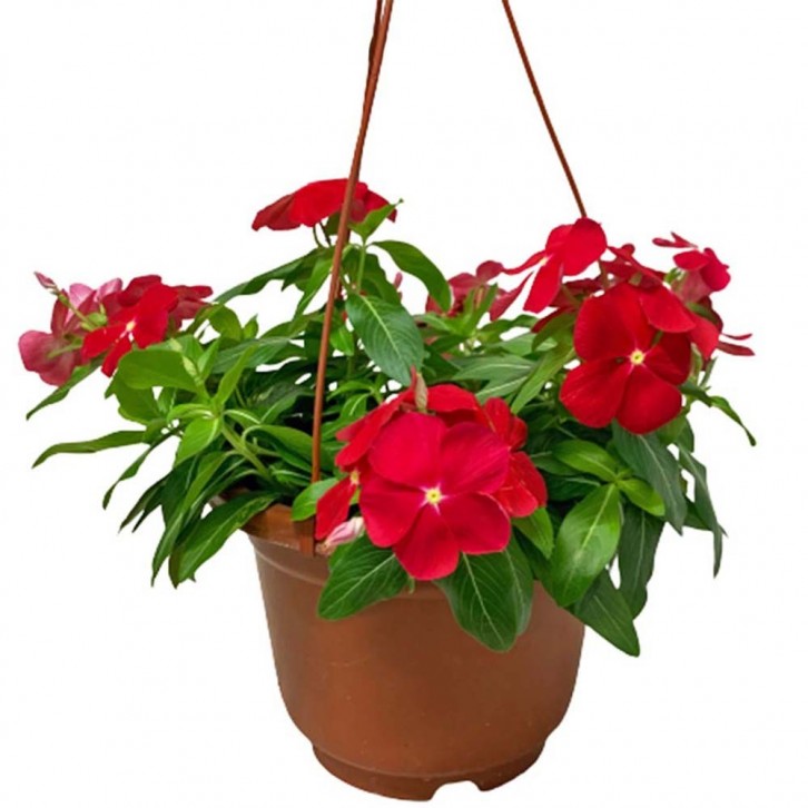 Periwinkle (Vinca Minor)