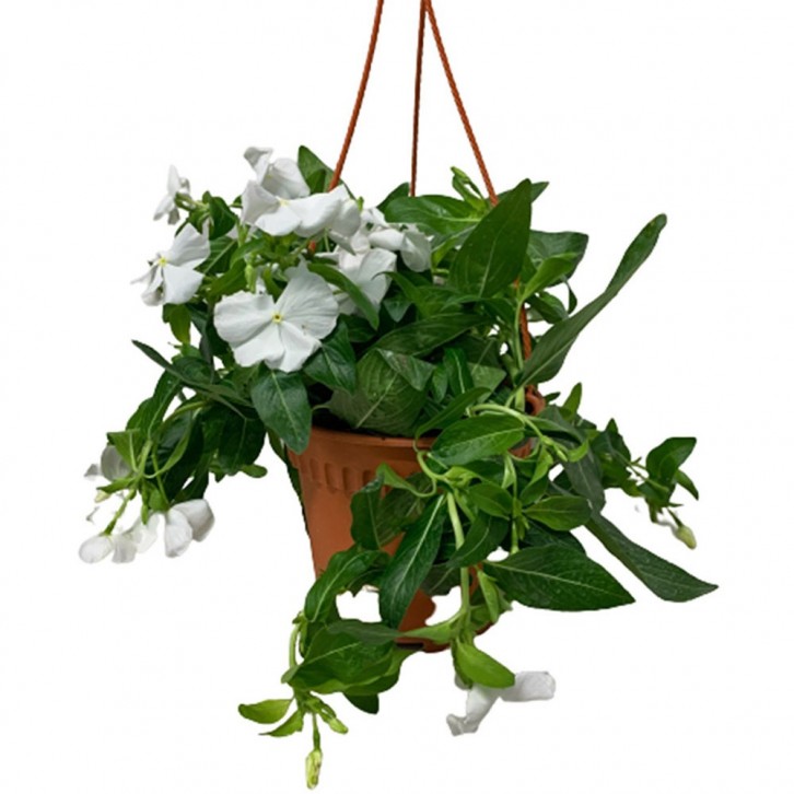 Periwinkle (Vinca Minor)