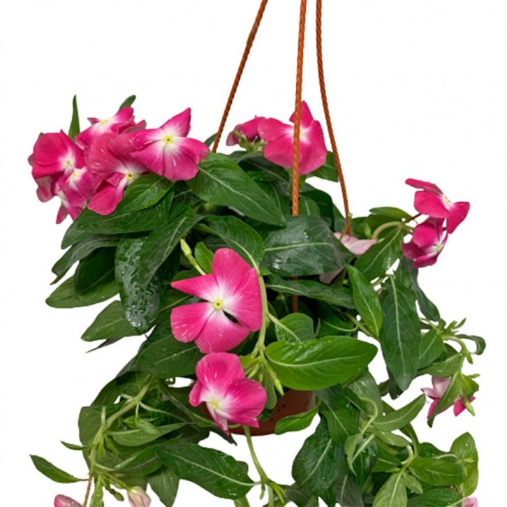 Periwinkle (Vinca Minor)