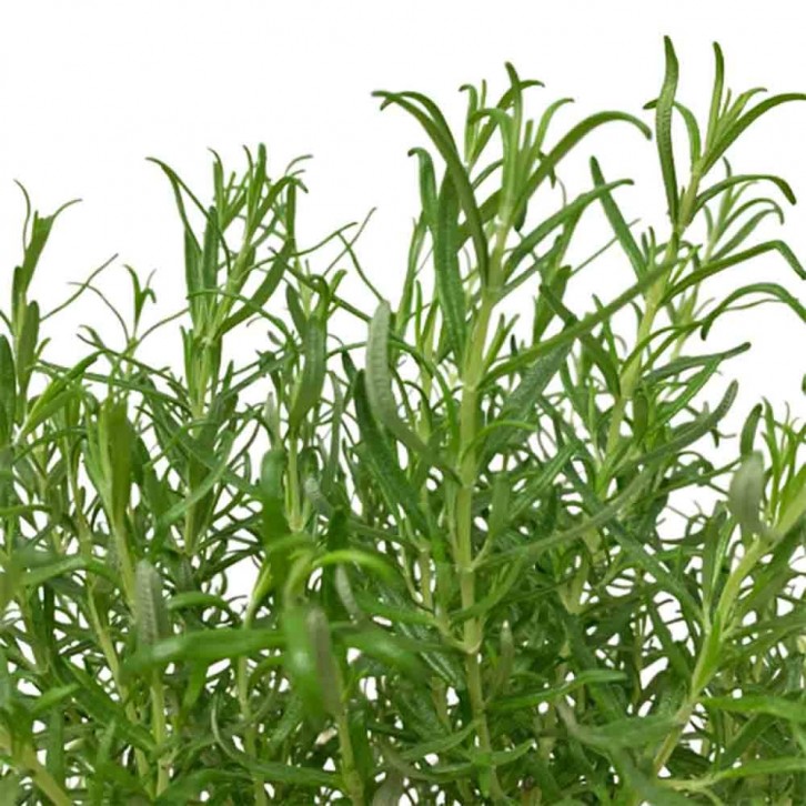 Rosemary 迷迭香草 (Rosmarinus Officinalis)